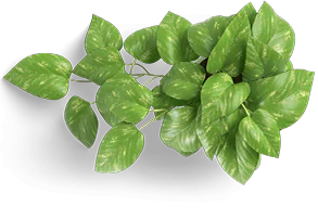leaf icon